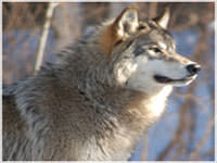 International Wolf Center